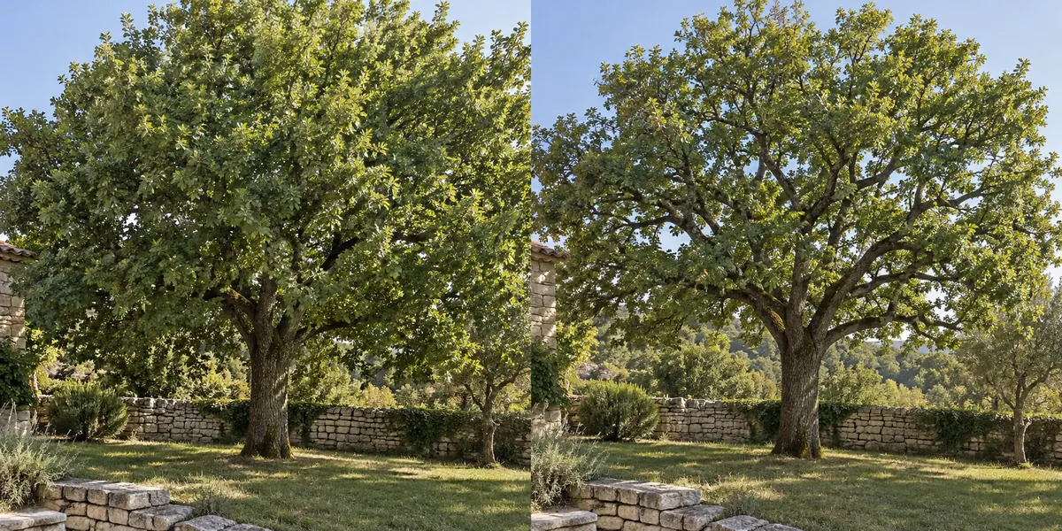 Avant : arbre aux branches longues et à la couronne dense, photo d’illustration